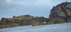 Scilly seals